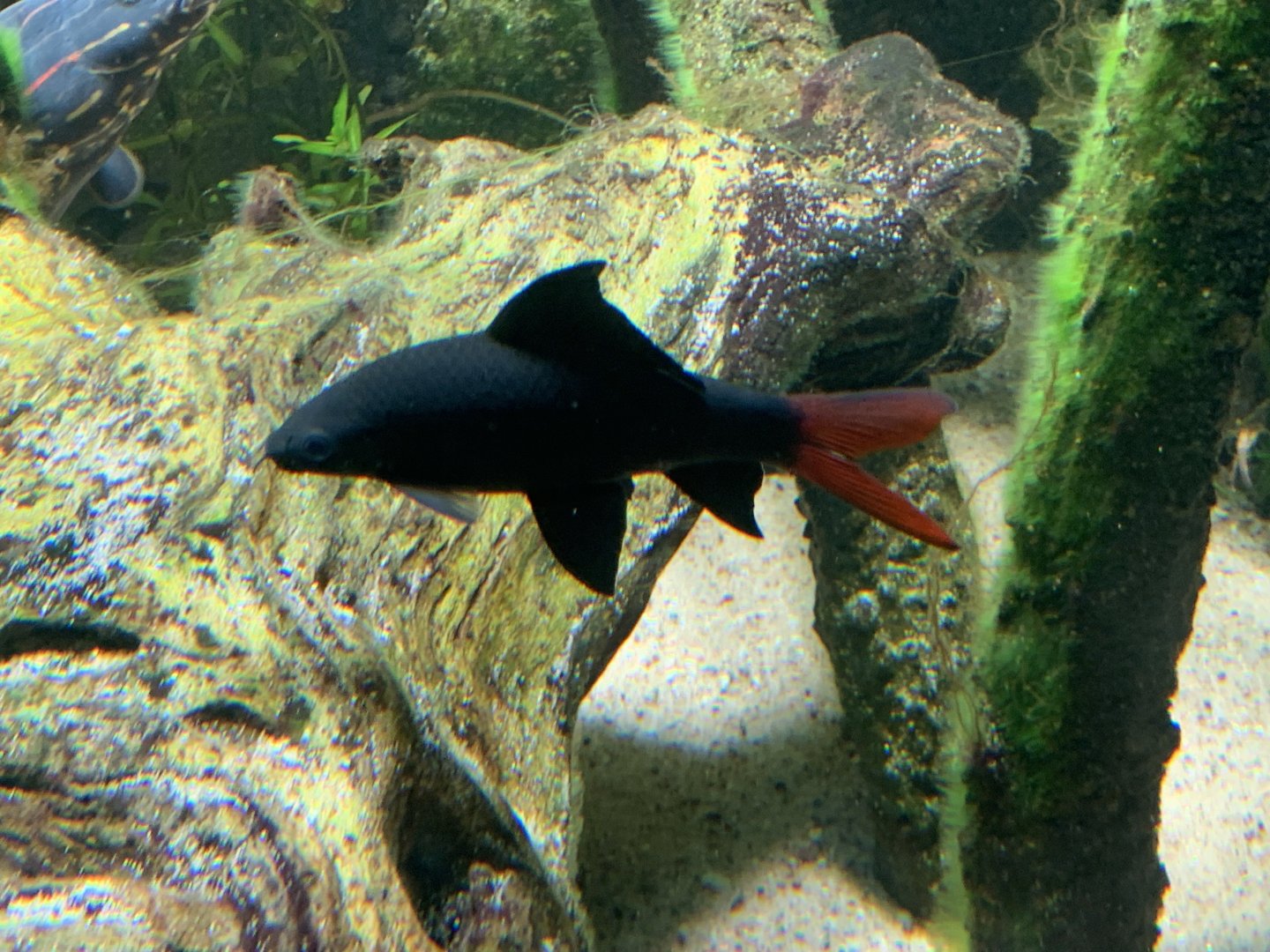 Redtail sharkminnow