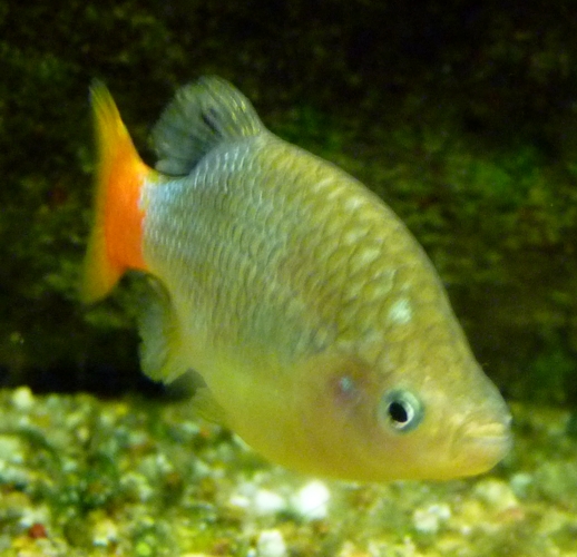 Redtail spiltfin (Xenotoca eiseni)