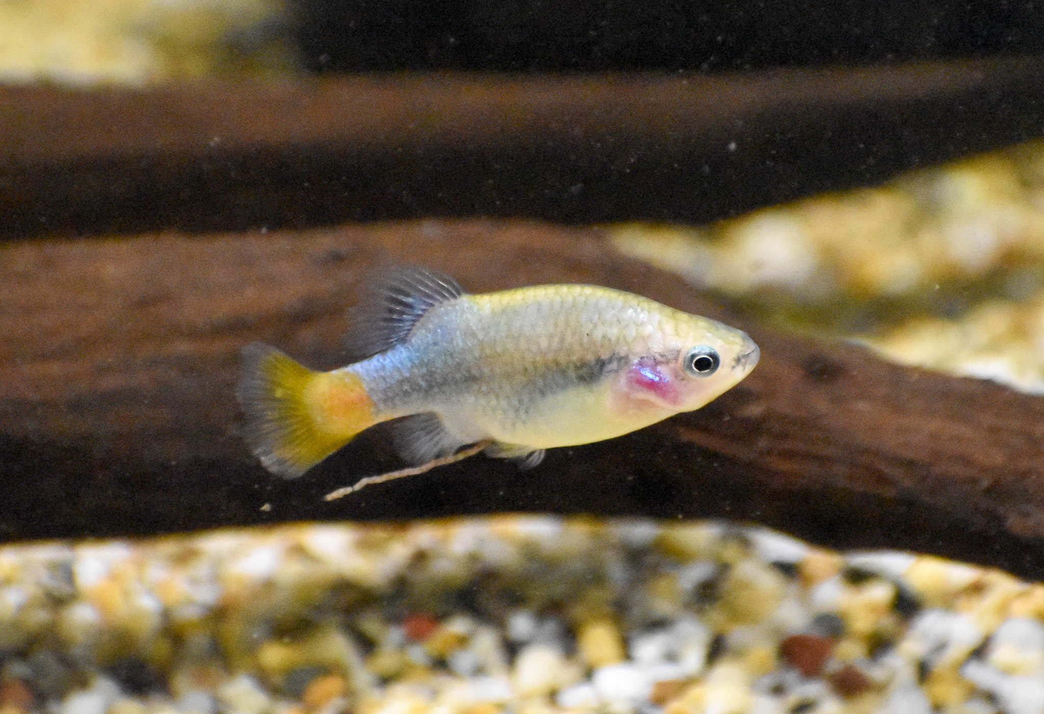 Redtail Splitfin (Xenotoca eiseni)
