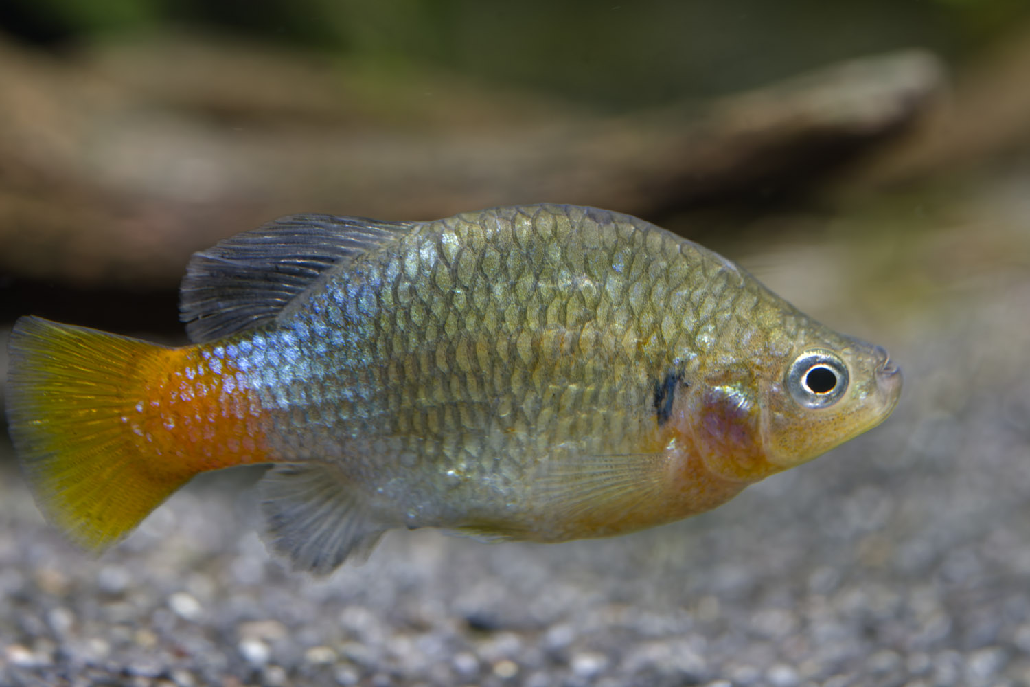 Redtail splitfin