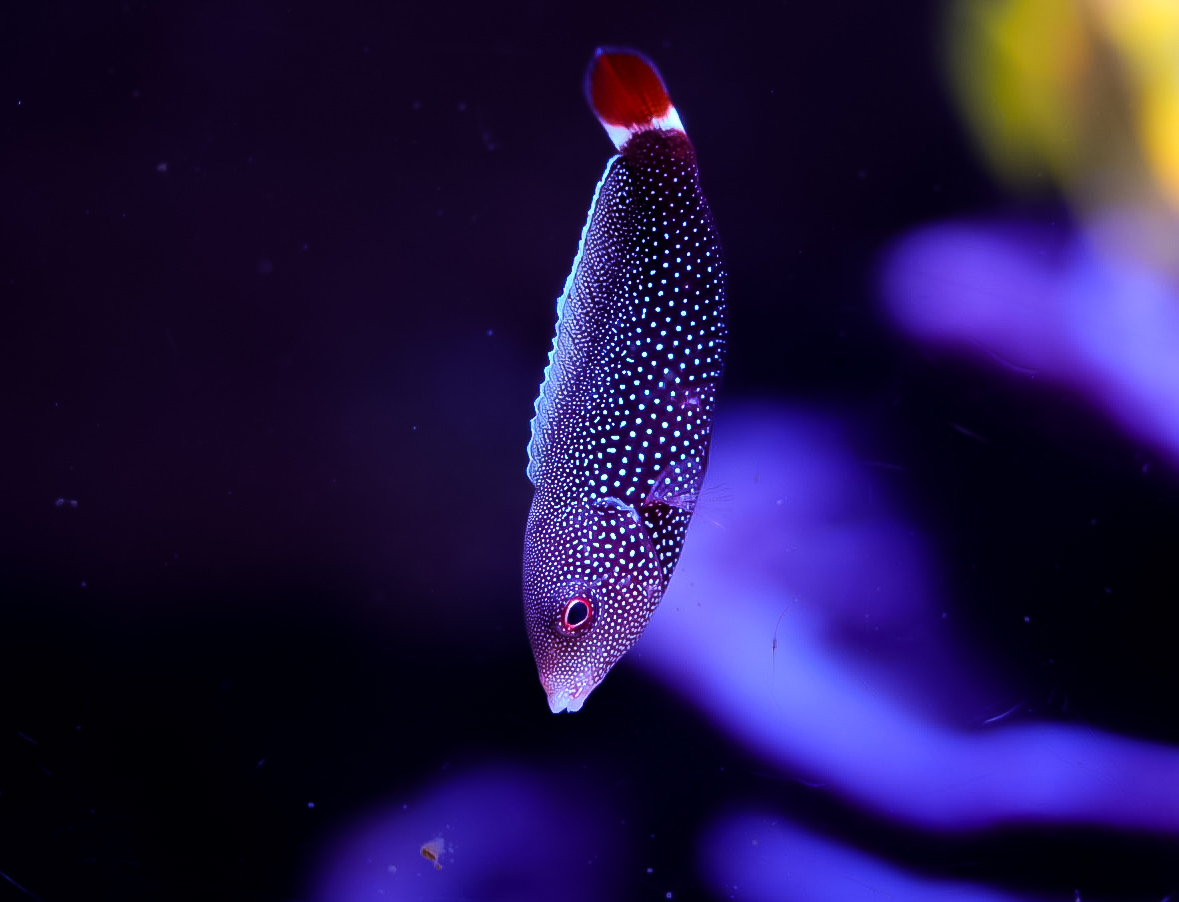 Redtail Tamarin Wrasse