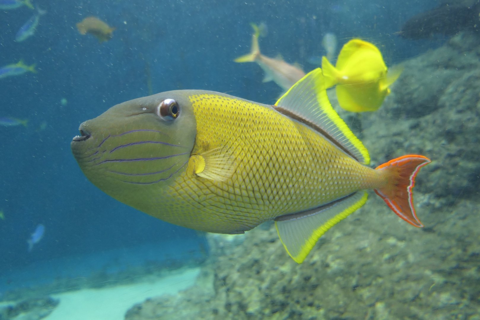Redtail Triggerfish (Xanichthys mento)