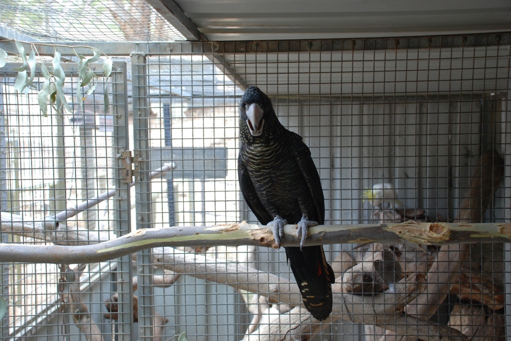 Redtailed Black "too