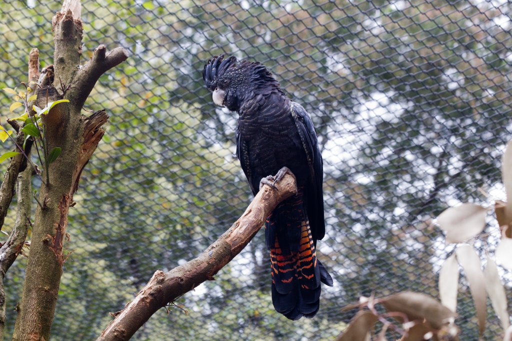 Redtailed Cockatoo