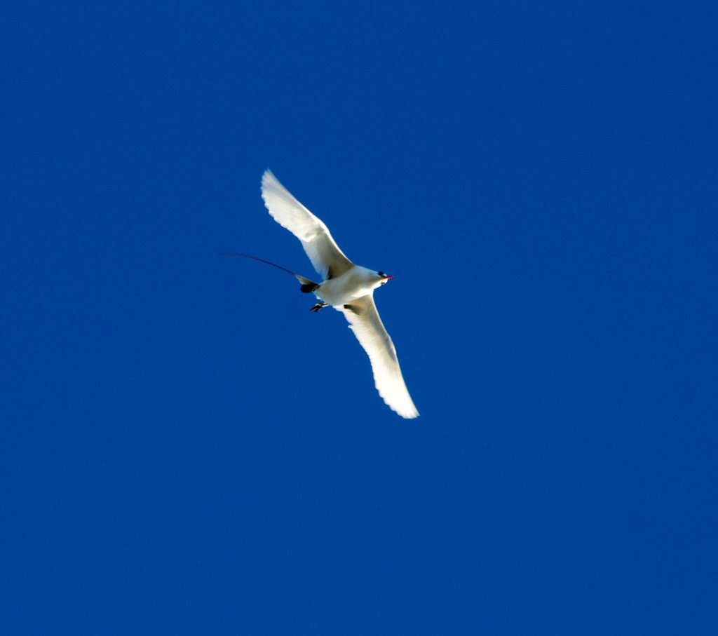 Redtailed Tropicbird (Phaethon rubricauda)