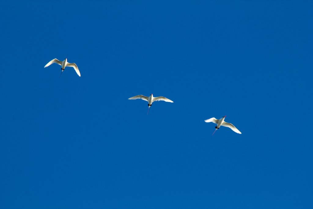 Redtailed Tropicbirds (Phaethon rubricauda)