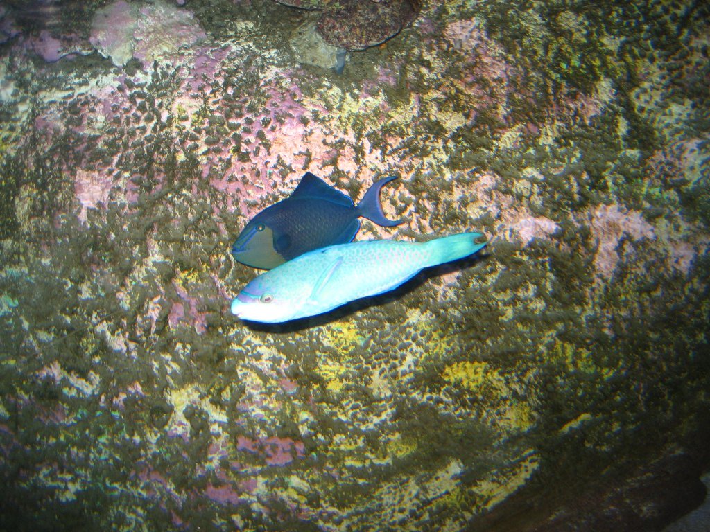 Redtooth Triggerfish and Violet-lined Parrotfish