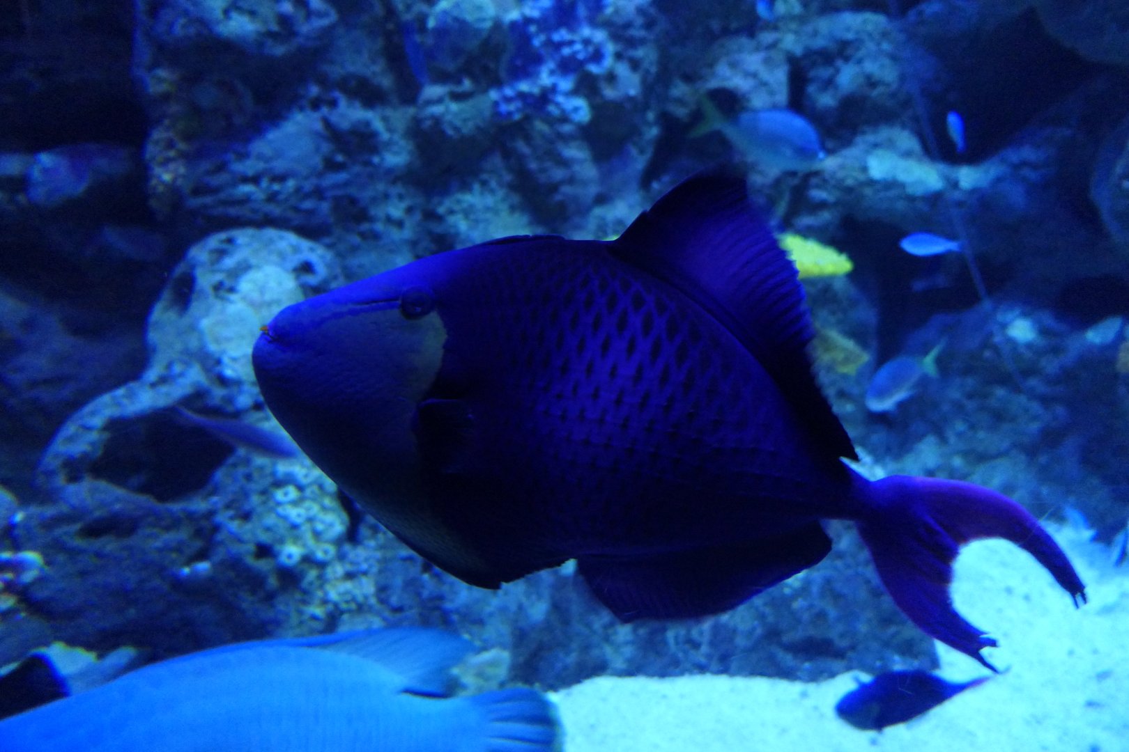 Redtooth Triggerfish (Odonus niger)