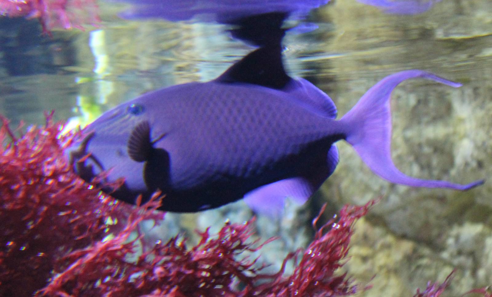 Redtooth triggerfish