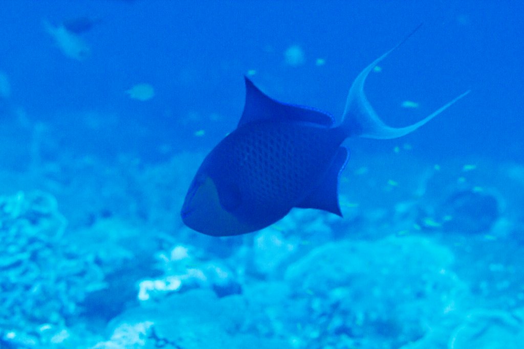Redtooth Triggerfish