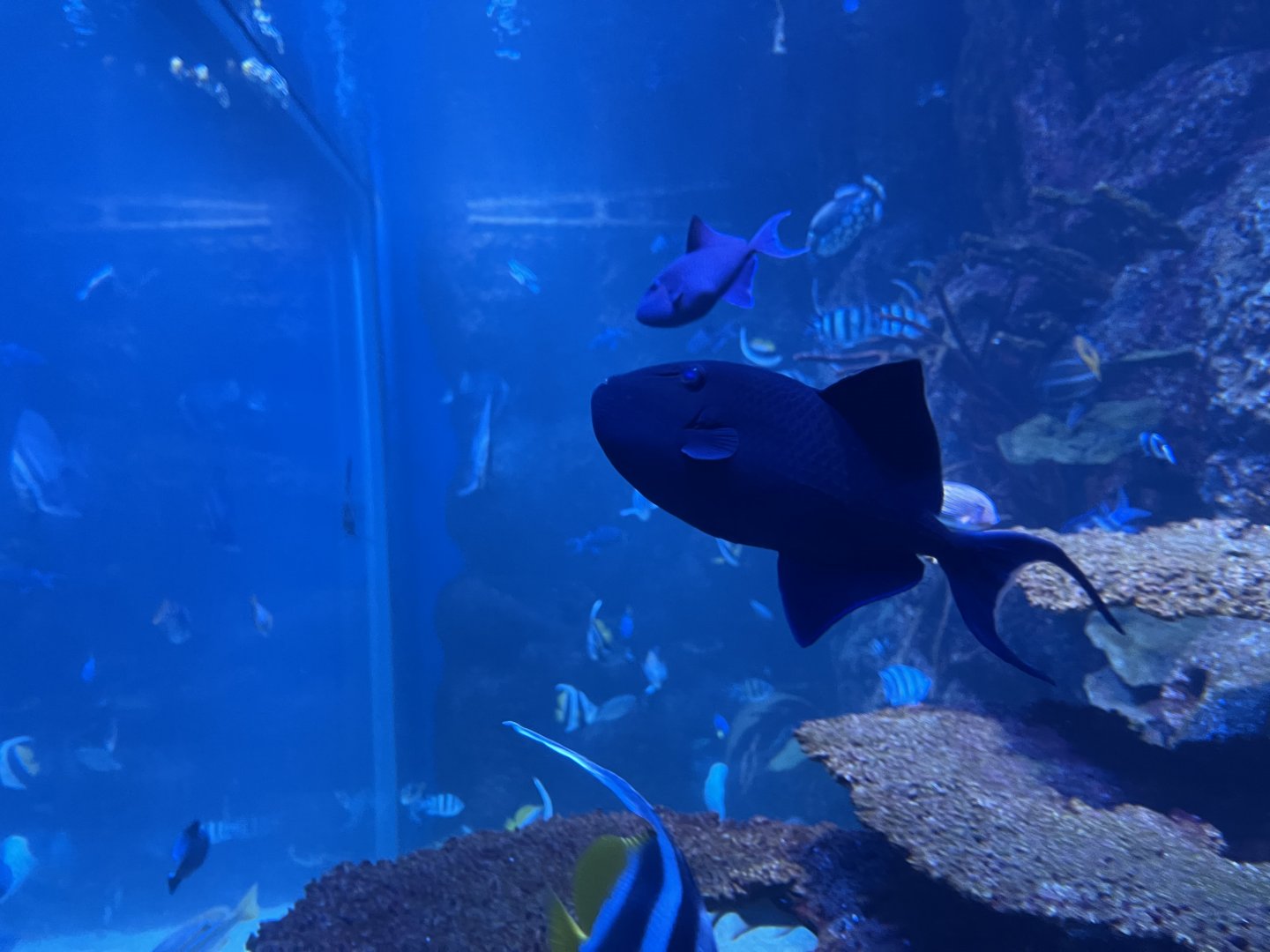 redtoothed triggerfish (odonus niger)