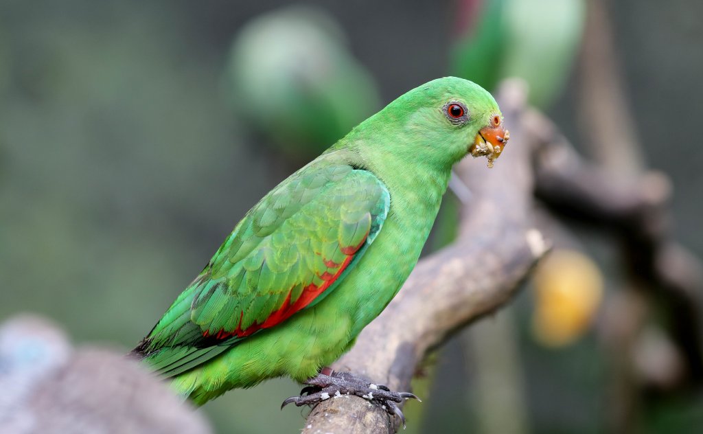 Redwing Parrot female
