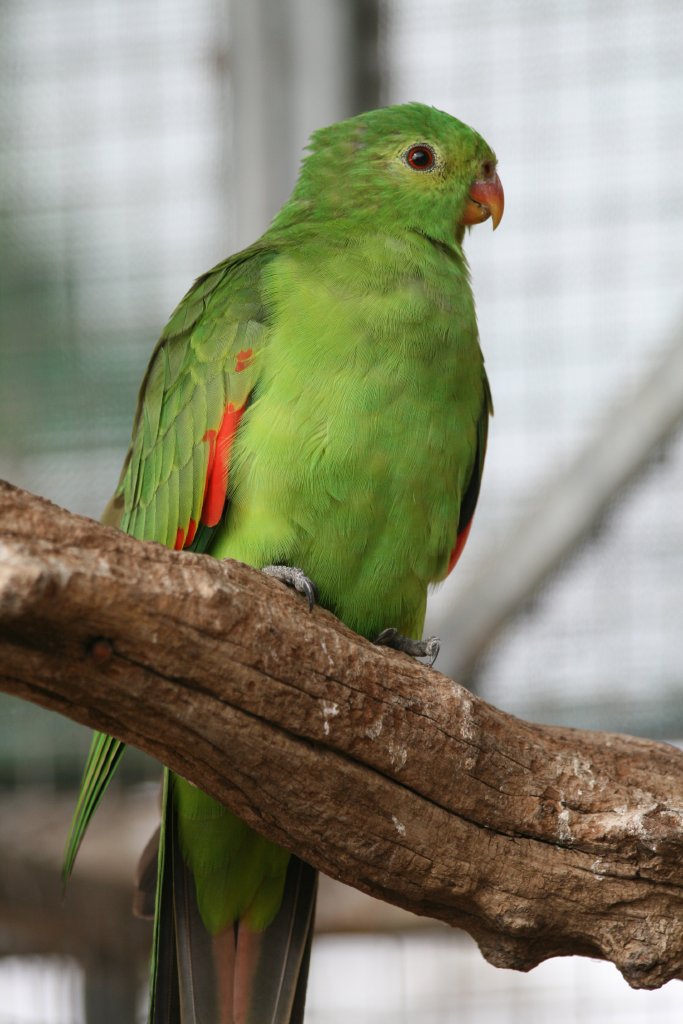 Redwing Parrot female
