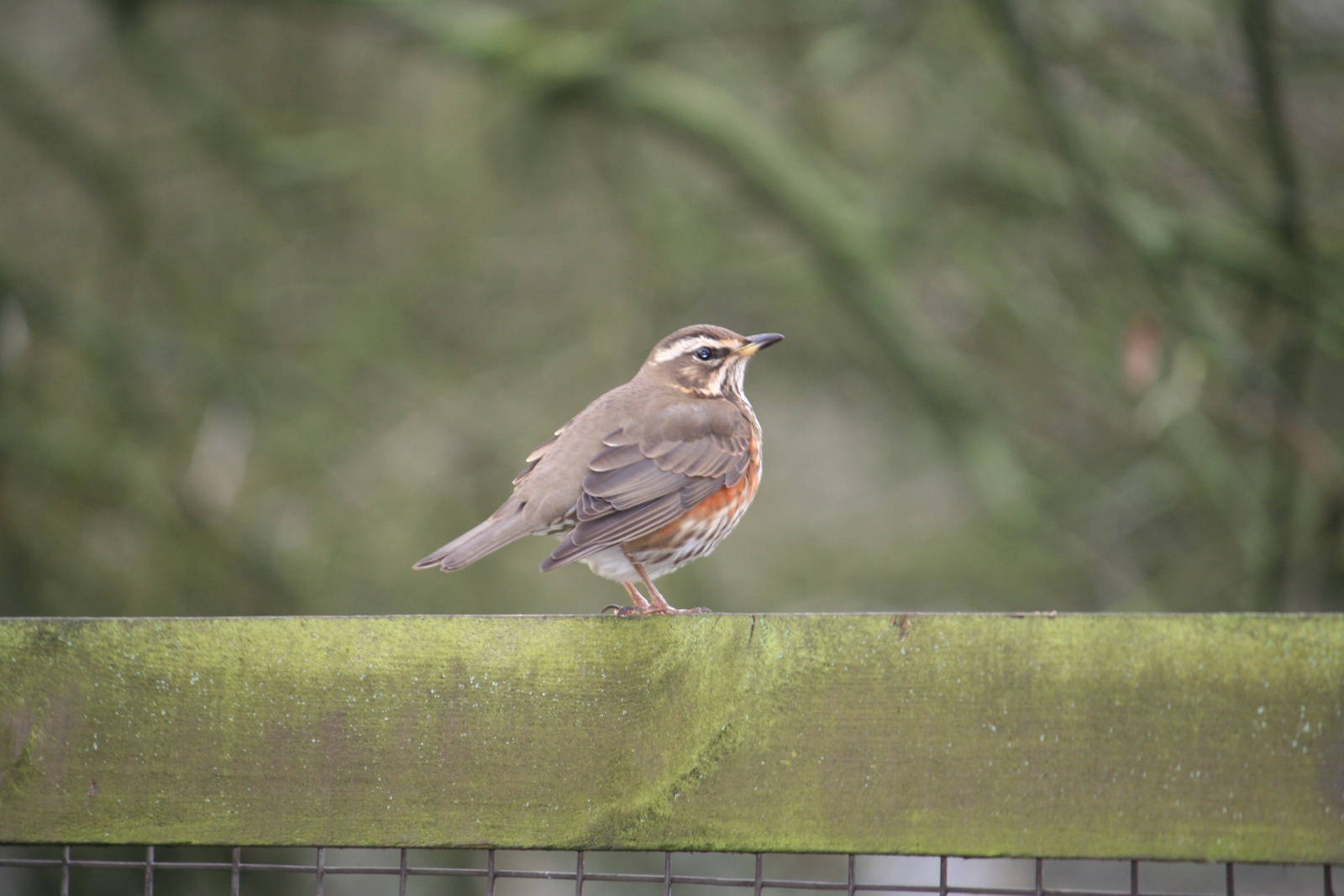 Redwing