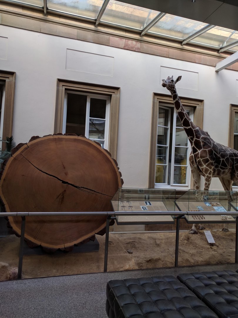 Redwood and Giraffe Stuttgart Natural History Museum 2019