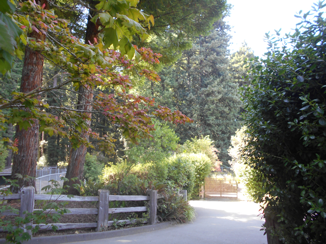redwood forest setting of Sequoia Park Zoo