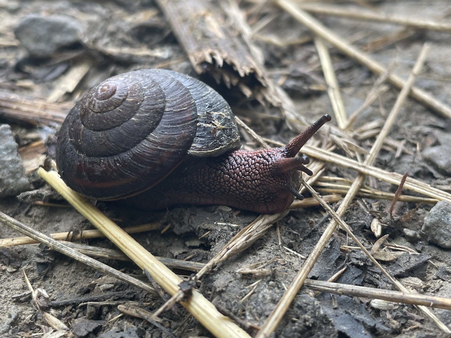 Redwood sideband snail (Monadenia infumata callidina)