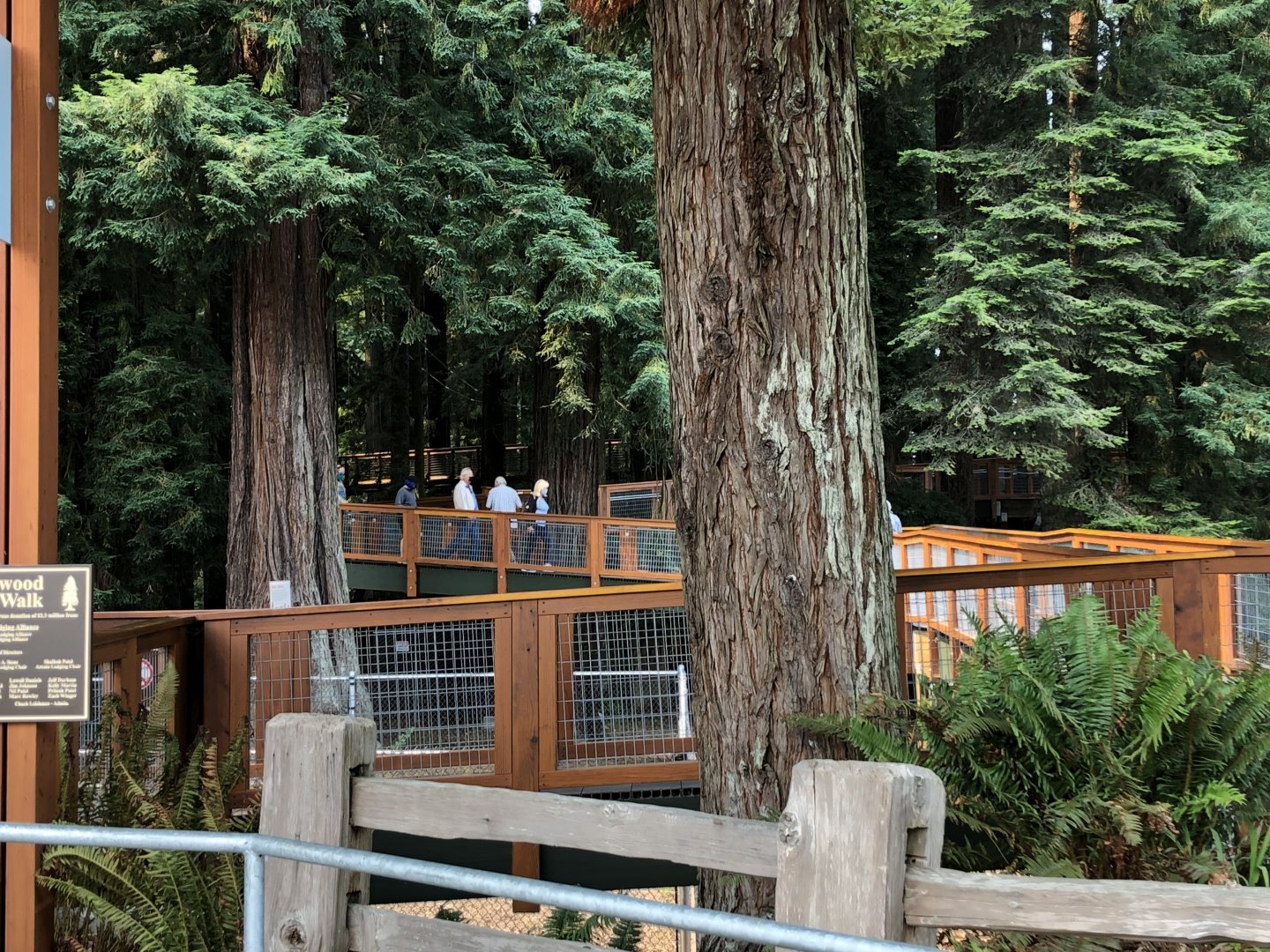 Redwood Sky Walk