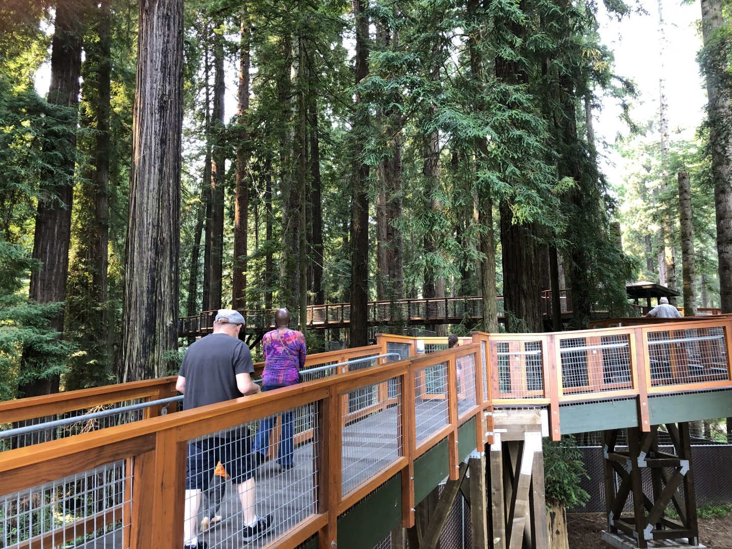 Redwood Sky Walk