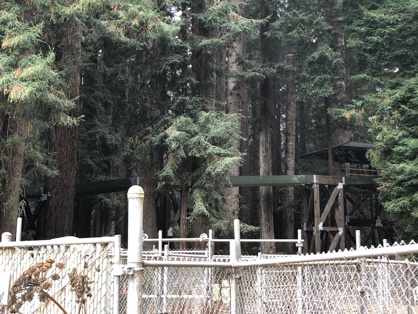 Redwood Skywalk construction
