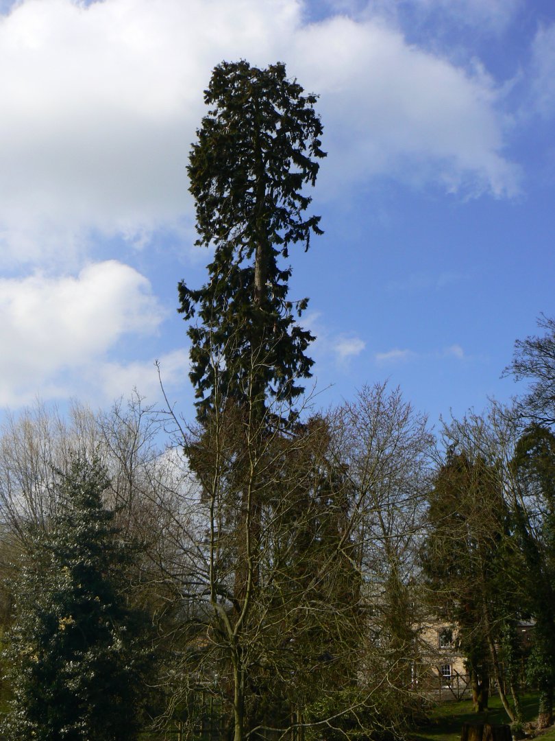 Redwood Tree (amongst others) - 23 March 2017