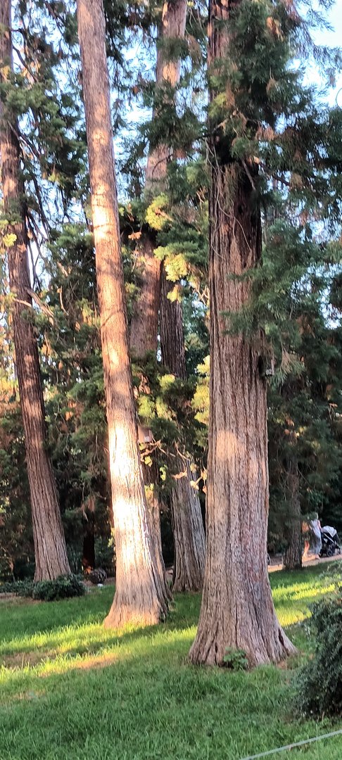 Redwoods