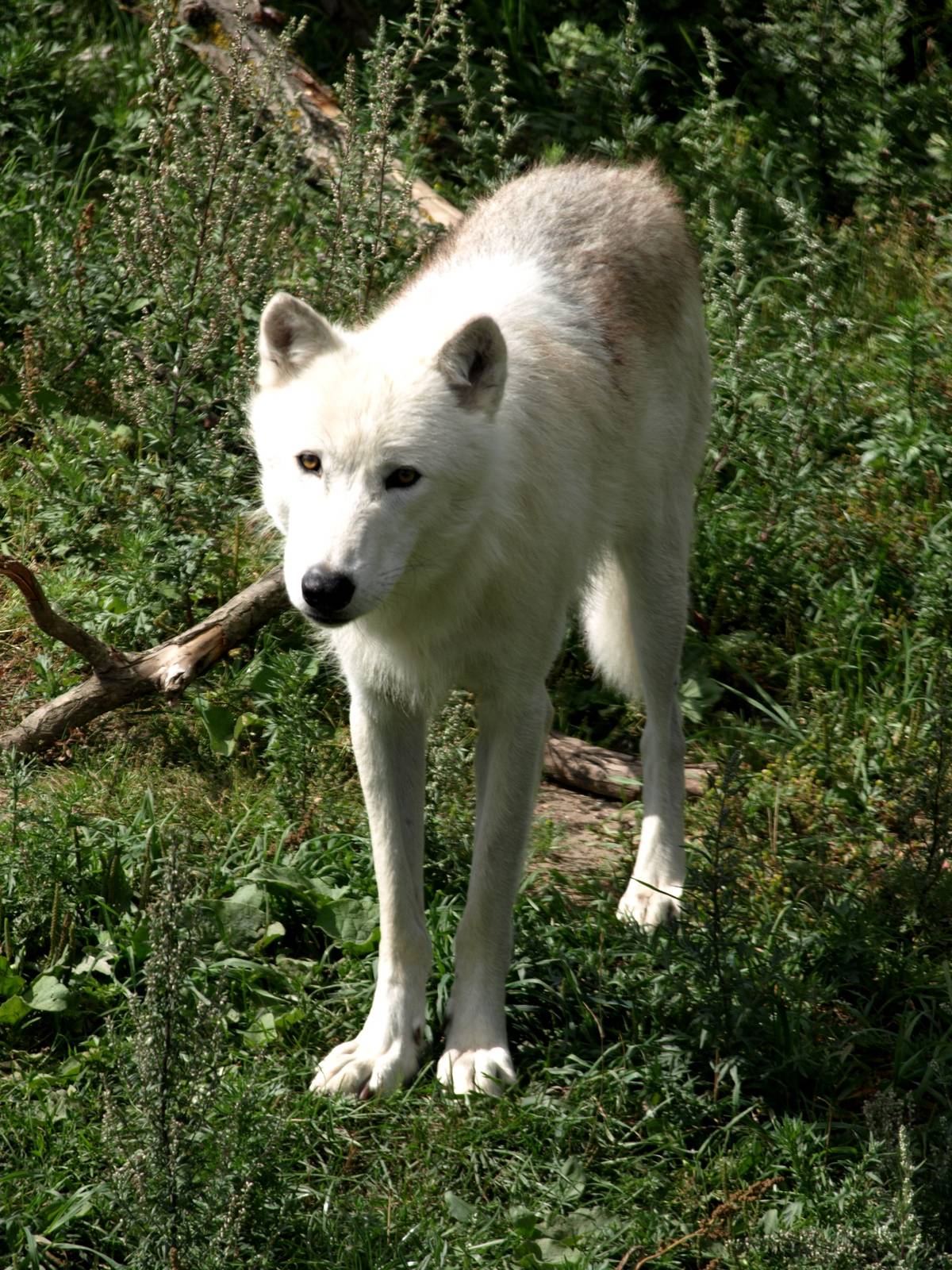 Ree Park - Arctic white wolf
