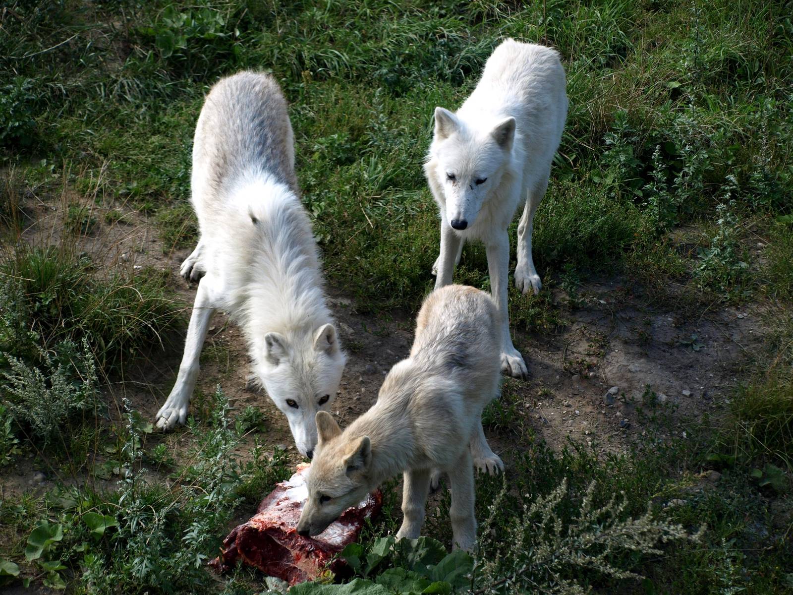 Ree Park - Arctic white wolves
