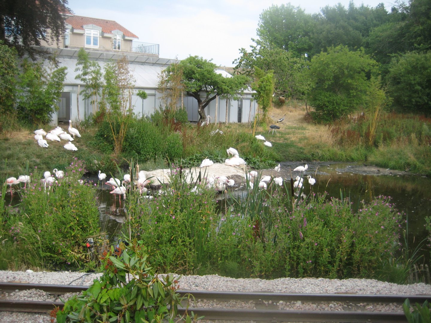 Ree Park - Bird meadow