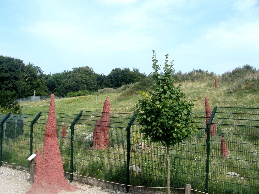 Ree Park - Cheetah enclosure