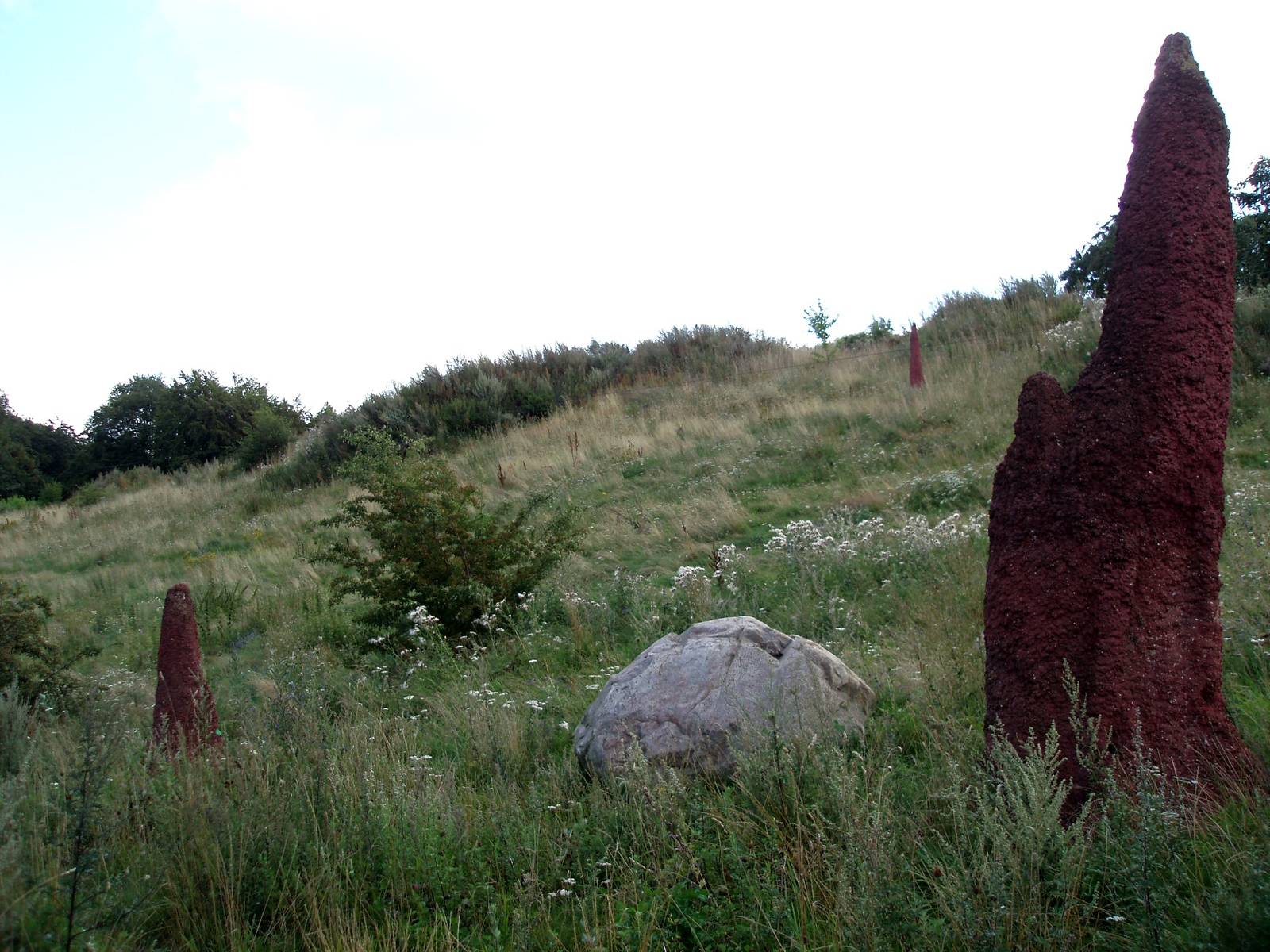 Ree Park - Cheetah enclosure