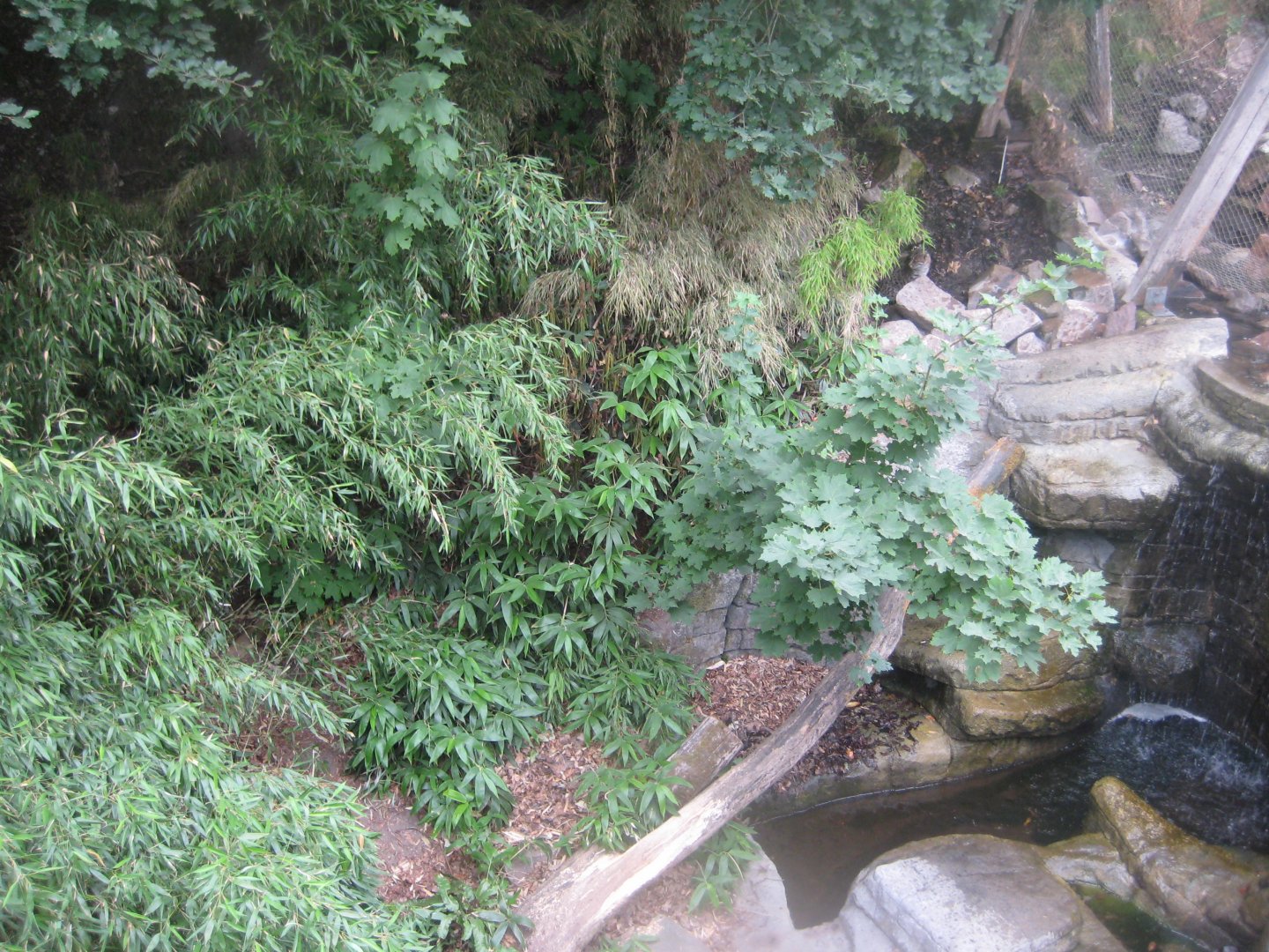 Ree Park - Fishing cat exhibit