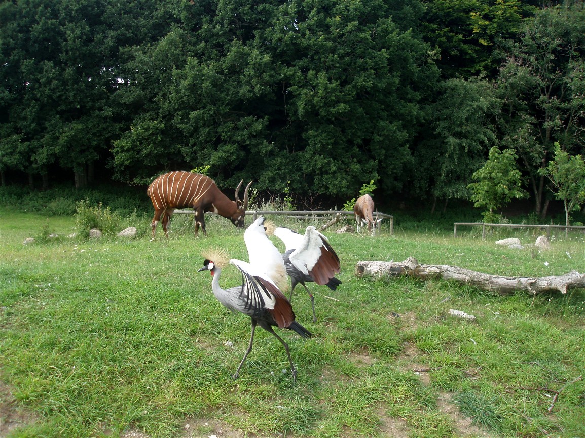 Ree Park - Forest savannah