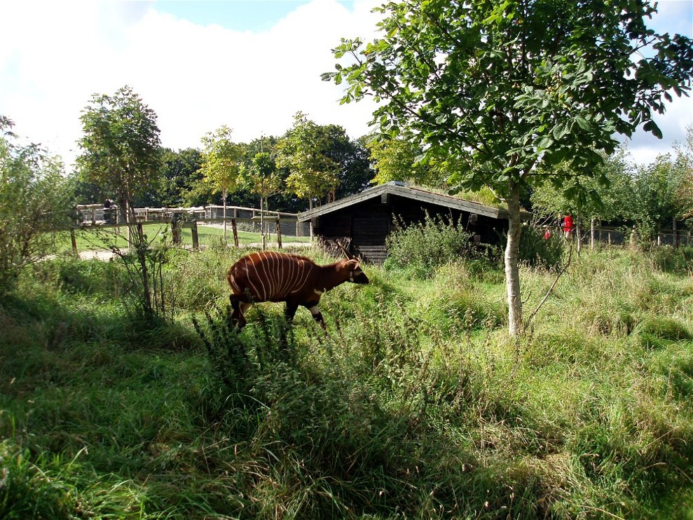 Ree Park - Forrest savannah