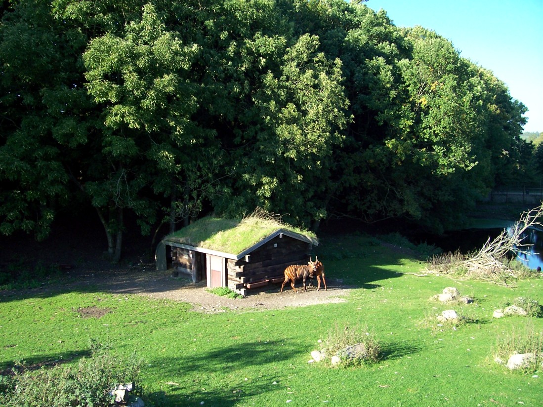 Ree Park - Forrest savannah