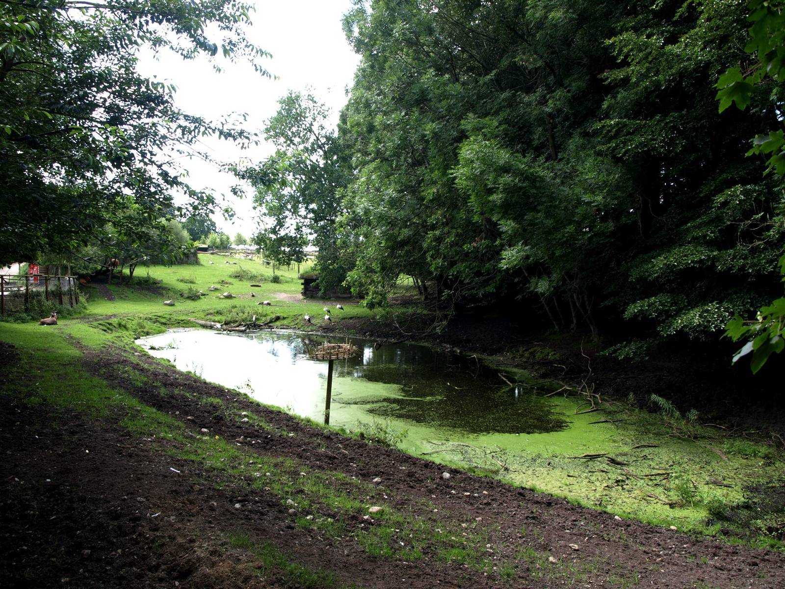 Ree Park - Forrest savannah