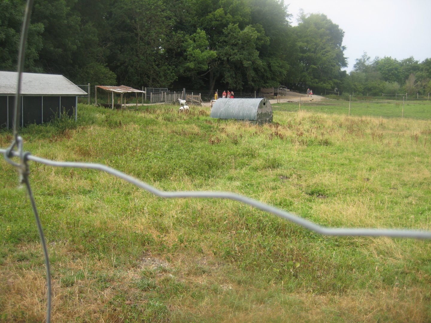 Ree Park - Goat exhibit