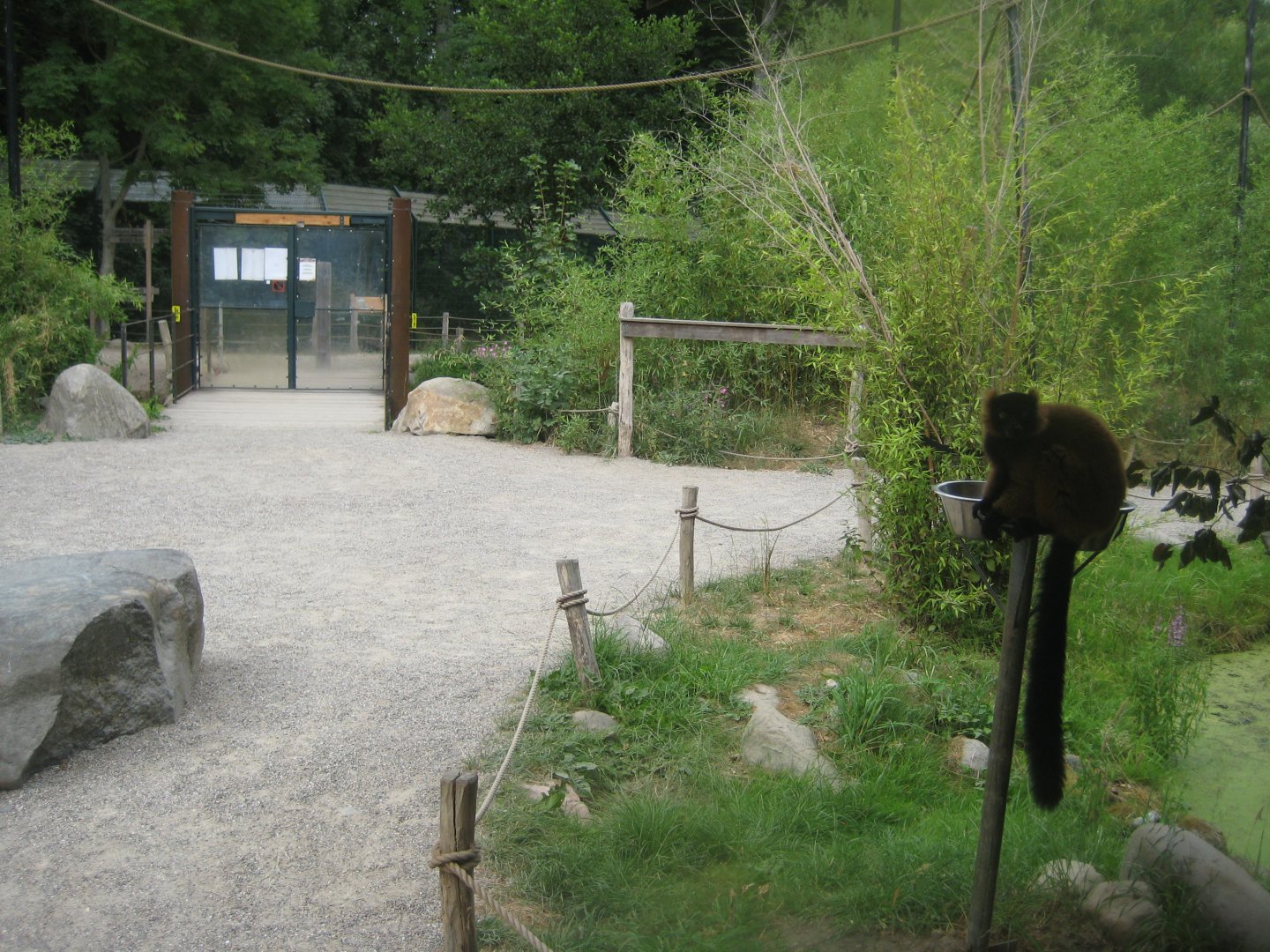 Ree Park - Lemur island #2