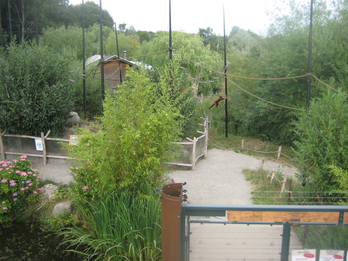 Ree Park - Lemur island #2