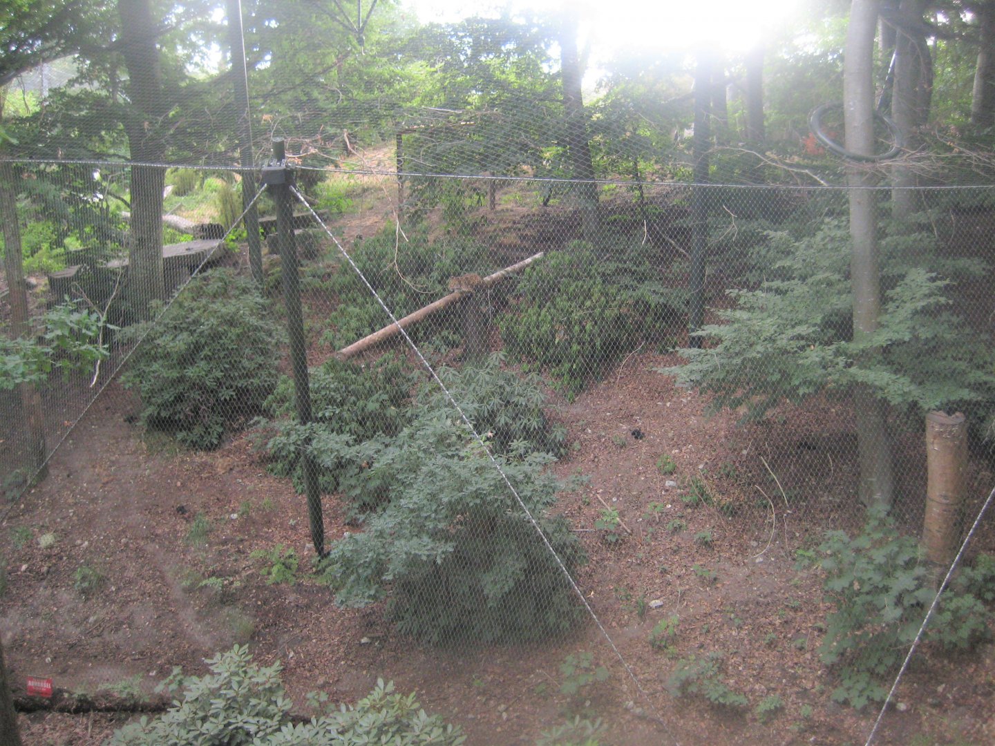 Ree Park - Leopard exhibit