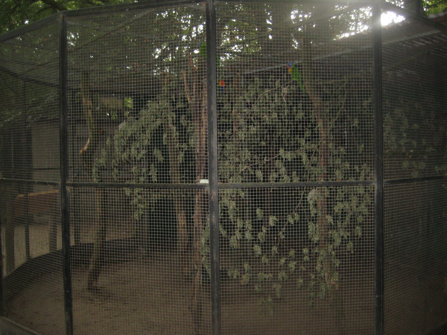 Ree Park - Lorikeet aviary