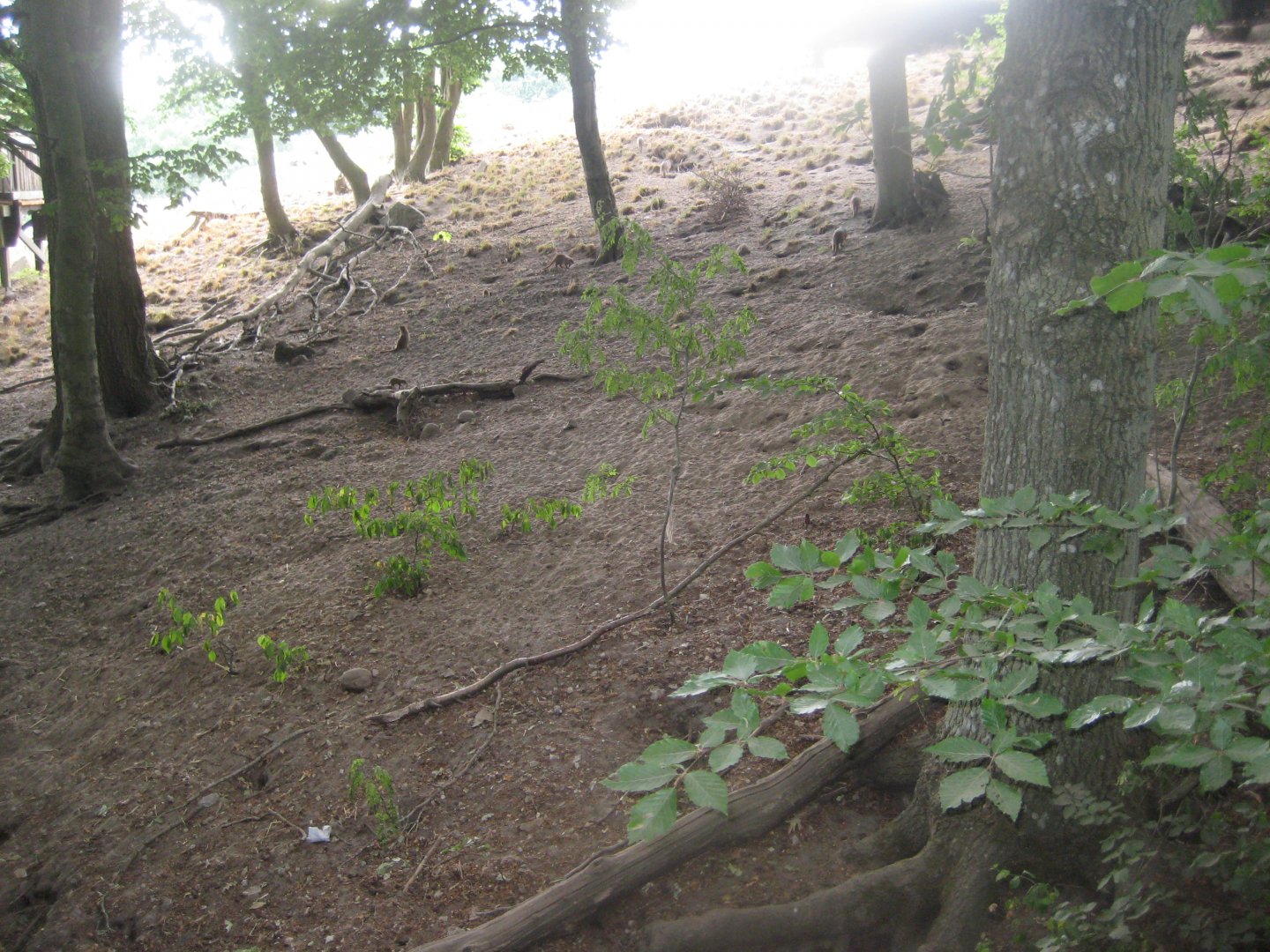Ree Park - Mongoose exhibit