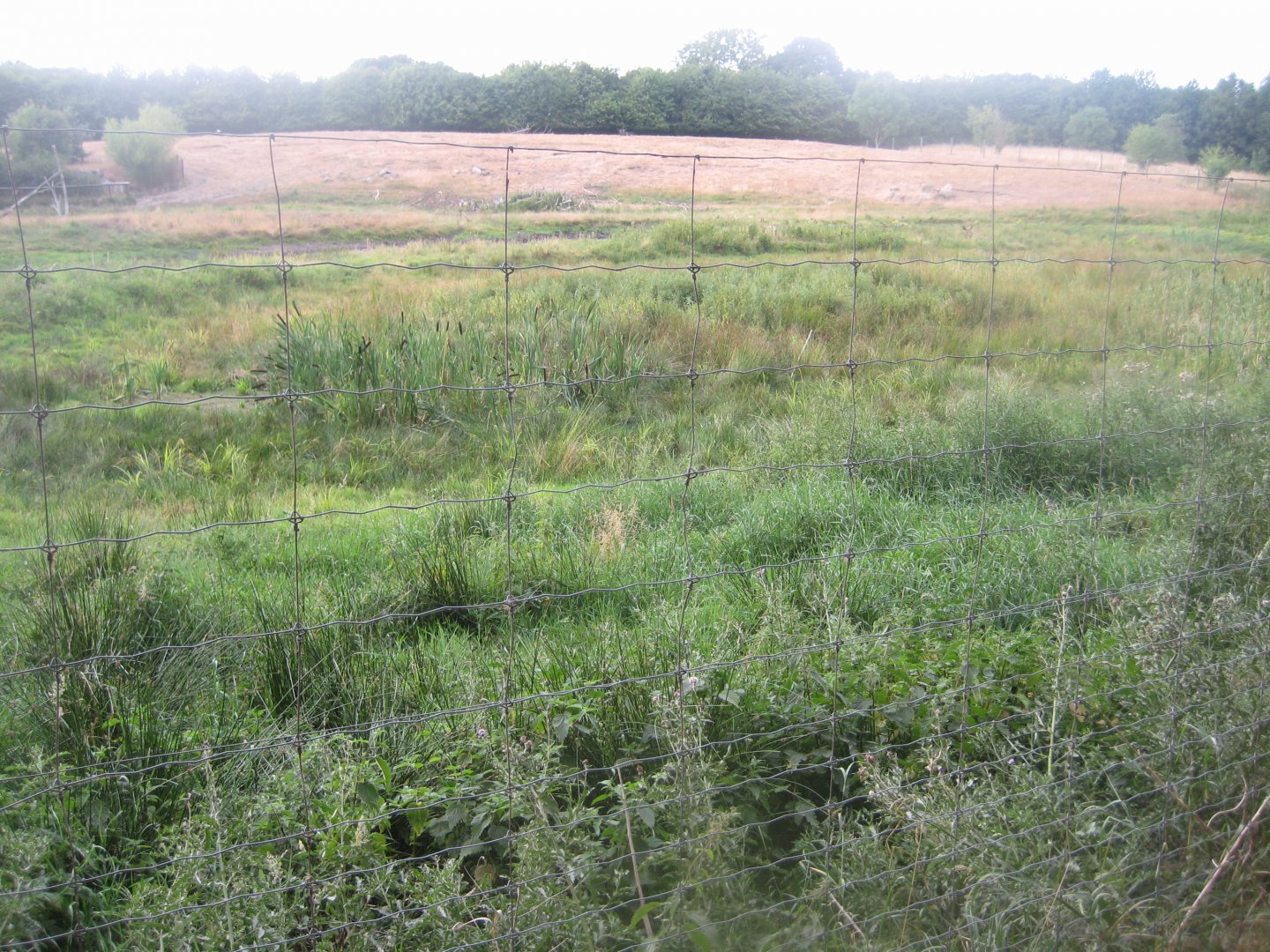 Ree Park - Moose exhibit