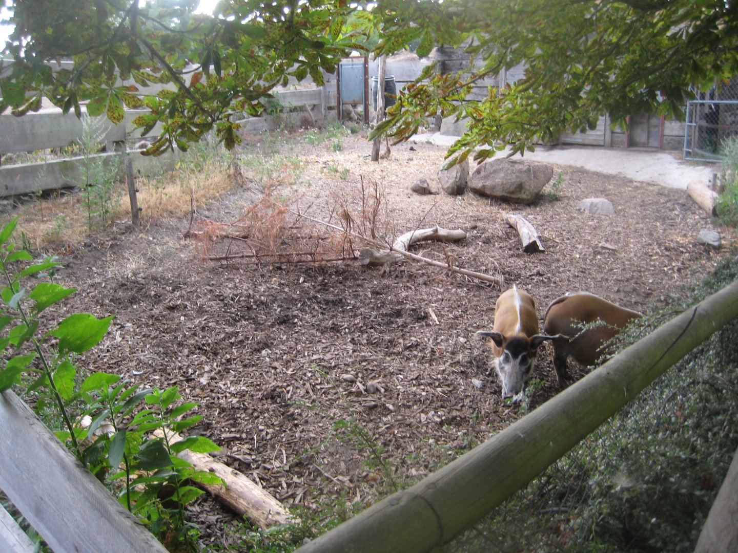 Ree Park - Red river hog exhibit