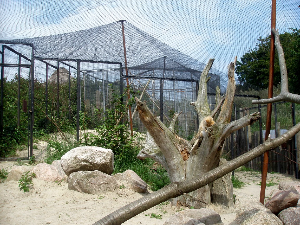 Ree Park - Sand cat exhibit