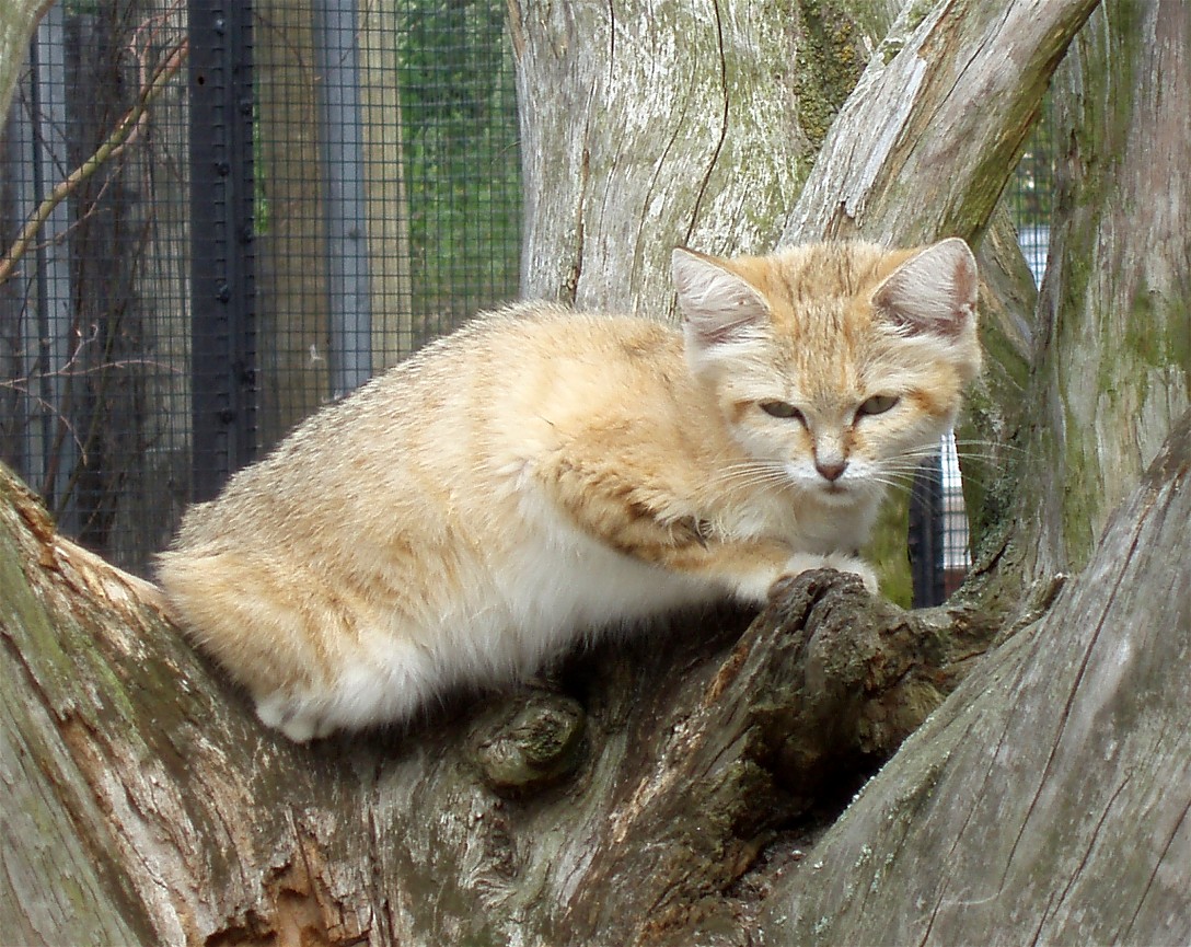 Ree Park - Sand cat