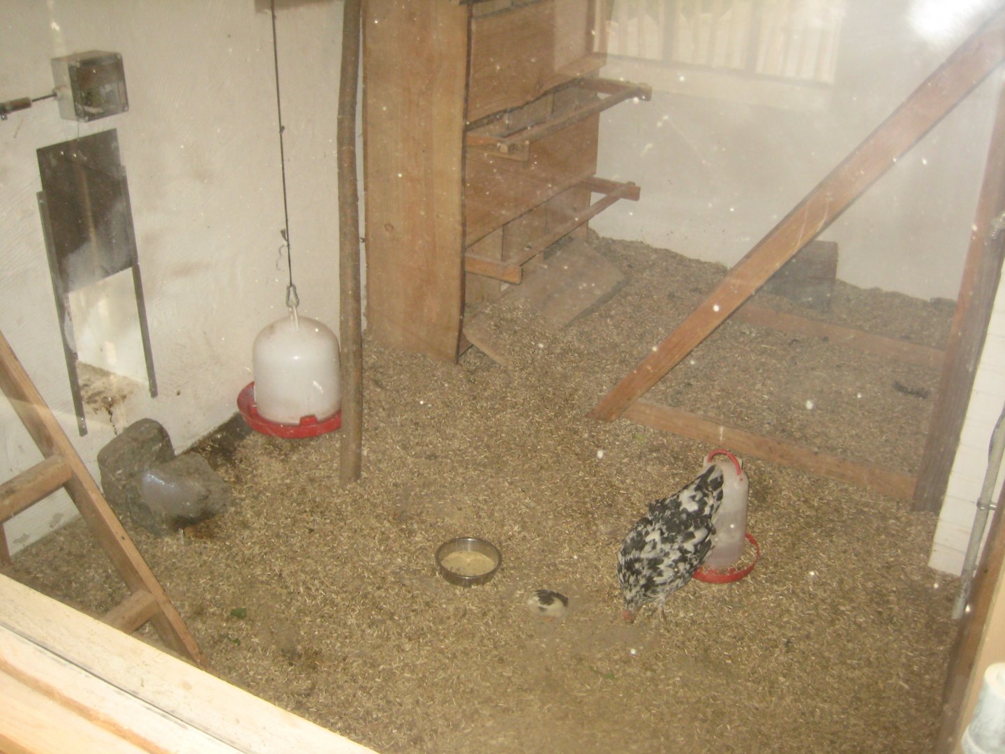 Ree Park - The farm - Chicken stables