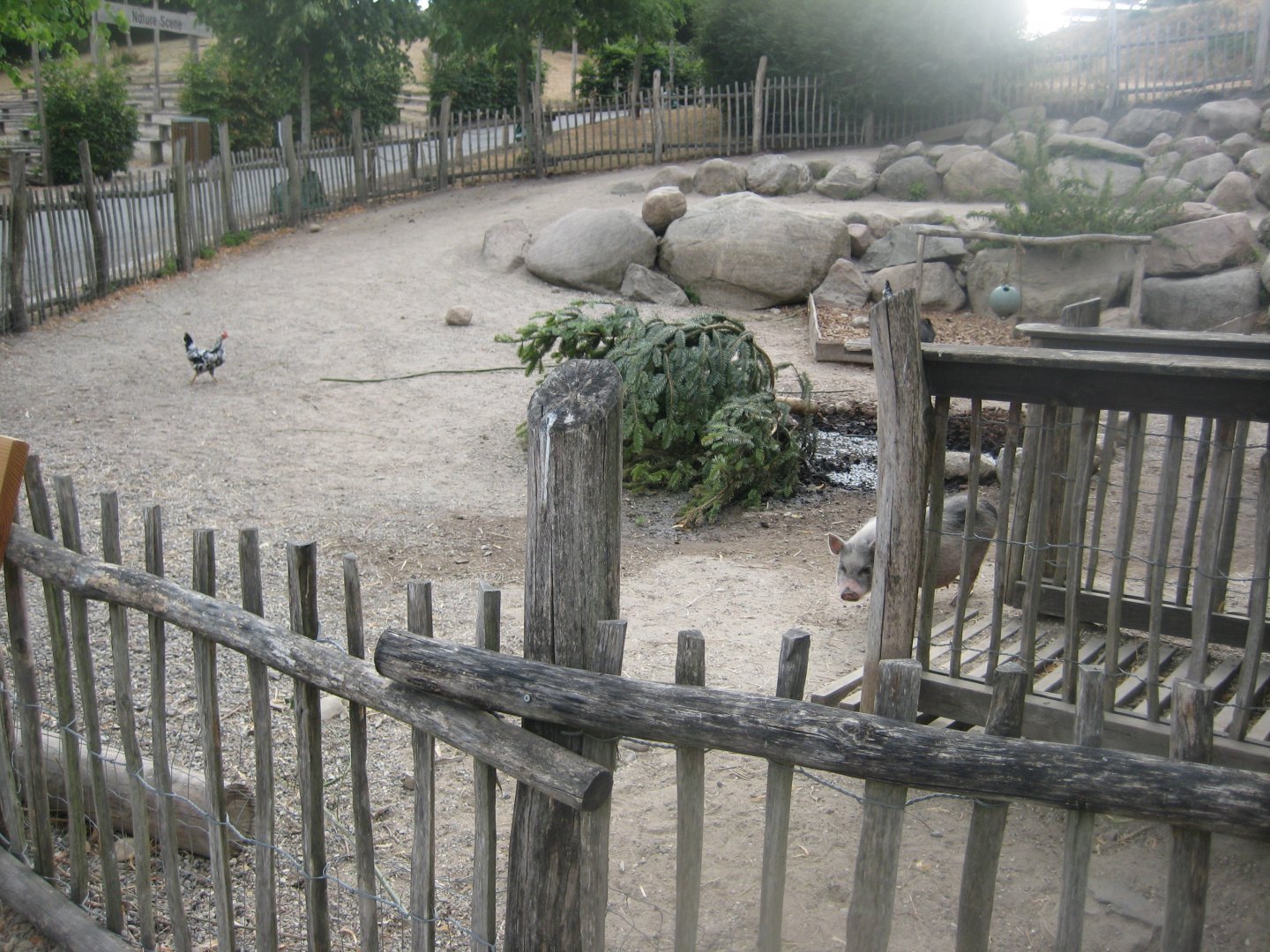 Ree Park - The farm - Pig exhibit
