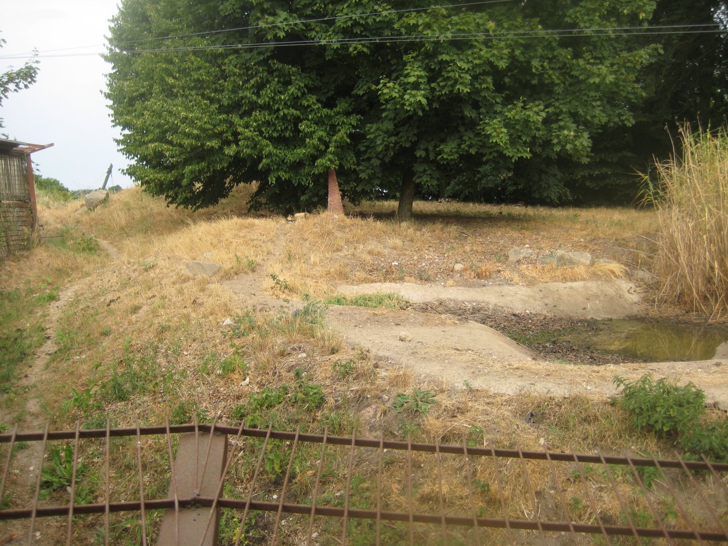 Ree Park - Wild dog exhibit