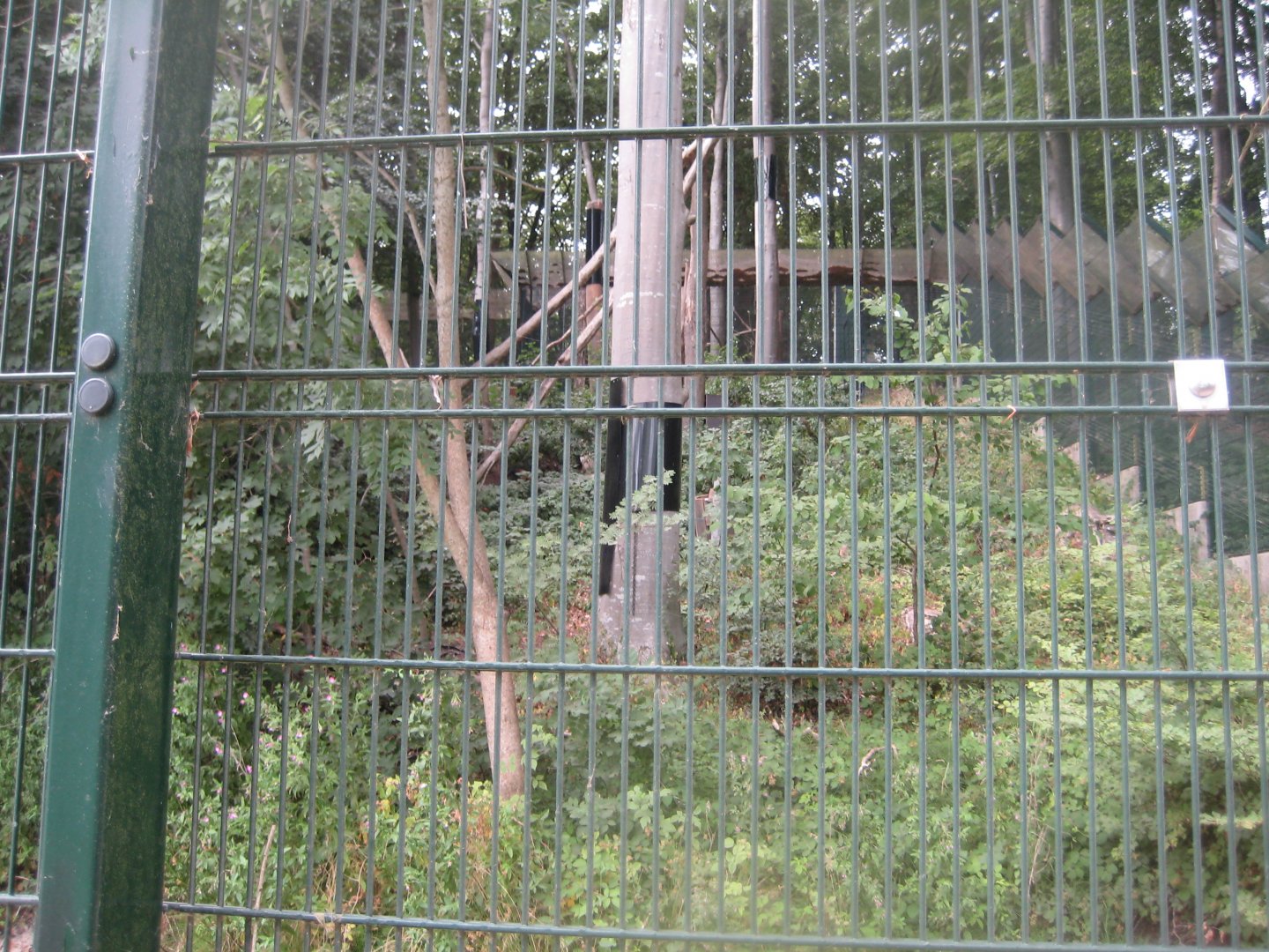 Ree Park - Yellow-throated marten exhibit